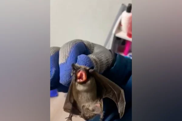 В Новокузнецке спасатели за двое суток спасли кошку и летучую мышь