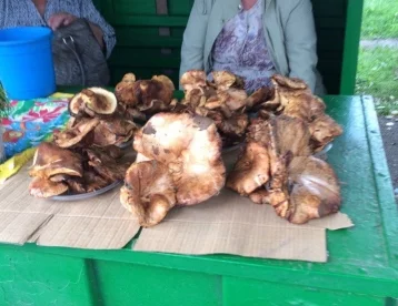 Фото: Кемеровчан предупреждают о ядовитых грибах на уличных базарах 1