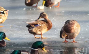 «Серая шейка»: кемеровчан позвали в парк «Антошка» посчитать уток  