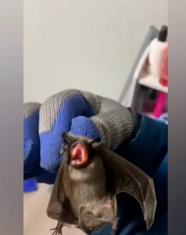 В Новокузнецке спасатели за двое суток спасли кошку и летучую мышь