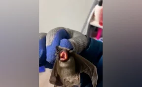 В Новокузнецке спасатели за двое суток спасли кошку и летучую мышь