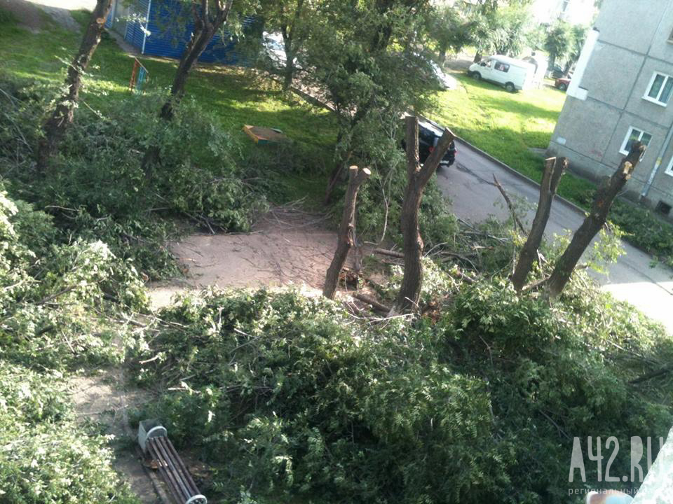 Власти Кемерова прокомментировали жалобы возмущённых горожан на опиловку деревьев