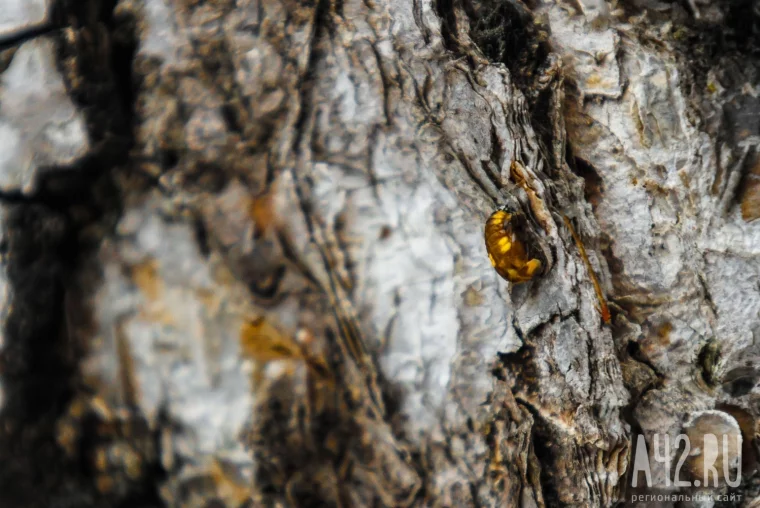 Фото: Прощаясь с осенью: контрасты в макрообъективе 18