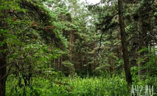 Эксперт: масштабные поиски Усольцевых исключают версию несчастного случая