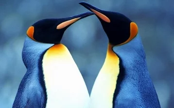 Фото: Два папы: однополая пара пингвинов высидела потомство 1