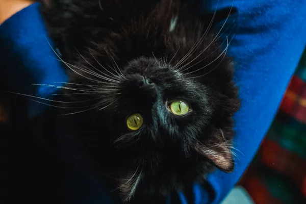 Из Кузбасса с начала года за границу уехали 37 собак и 20 кошек