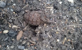 В Кузбассе женщина с собакой нашли на улице боевую гранату
