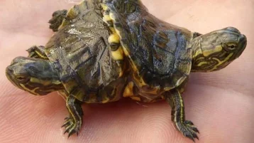 Фото: Редкую двухголовую черепаху нашли на Кубе 1