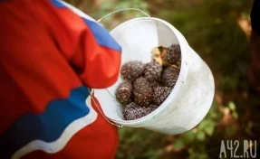 В Кузбассе обнаружили браконьерский сбор кедрового ореха