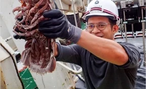 Биологи нашли на дне Индийского океана «кровавые креветки» и гигантского глубоководного таракана