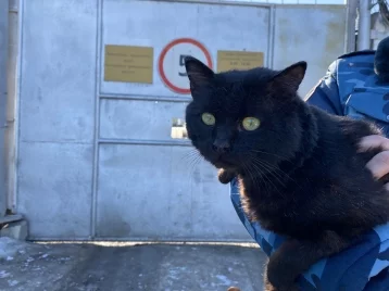 Фото: В Татарстане сотрудники колонии поймали кота-наркокурьера 1