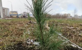 В Кузбассе высадят 2 миллиона деревьев в рамках акции «Сад Памяти»