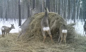В Кузбассе браконьеры попались с тушами косуль и кабана