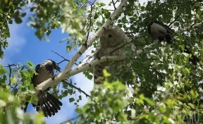 В центре Кемерова заметили сову, которую атаковали вороны