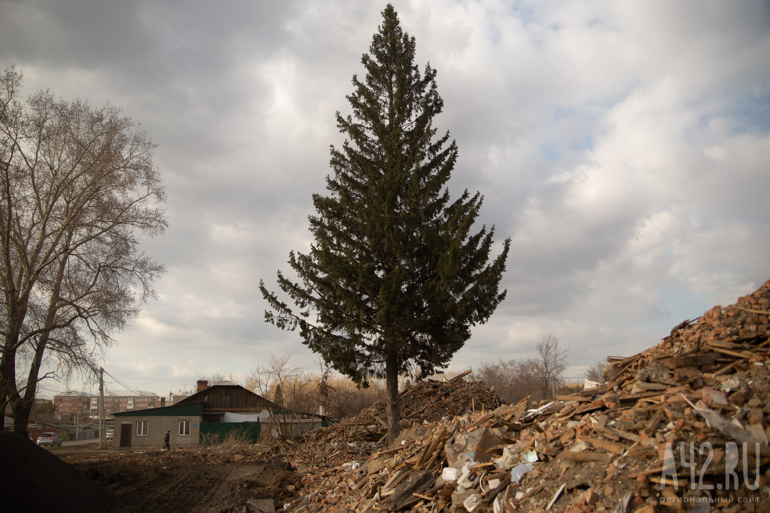 В Кемерове с улицы Гагарина пересадили взрослые ели, которые попали в зону строительства