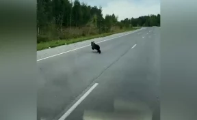 Кузбассовцы сняли на видео перебегавшего дорогу медведя