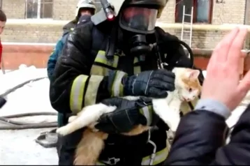 Фото: Поступок волгоградских спасателей, откачавших умирающего кота, восхитил пользователей Сети 1