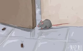 Кузбассовцы в магазине заметили мышь в холодильнике с мясом