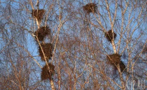 Синоптики рассказали о погоде в Кузбассе 4 апреля