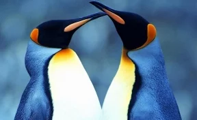 Два папы: однополая пара пингвинов высидела потомство