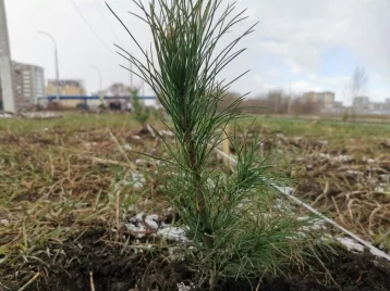 Фото: В Кузбассе высадят 2 миллиона деревьев в рамках акции «Сад Памяти» 1