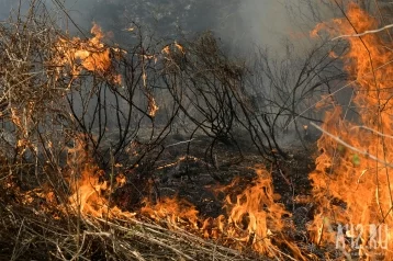 Фото: В Калифорнии бушует крупный лесной пожар 1