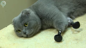 Фото: Жительница Новокузнецка не может забрать кошку с железными лапками из-за коронавируса 1