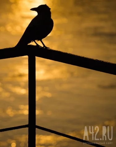 Сойкин день: народные приметы на 11 декабря