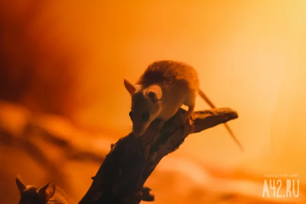 Трифонов день или Трифон Мышегон: народные приметы на 14 февраля