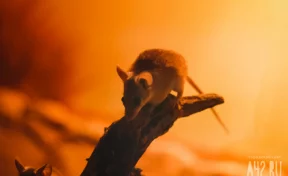 Трифонов день или Трифон Мышегон: народные приметы на 14 февраля