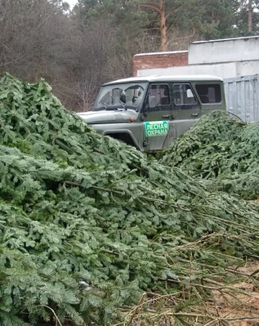 В Кузбассе к Новому году вырубят 25 000 ёлок