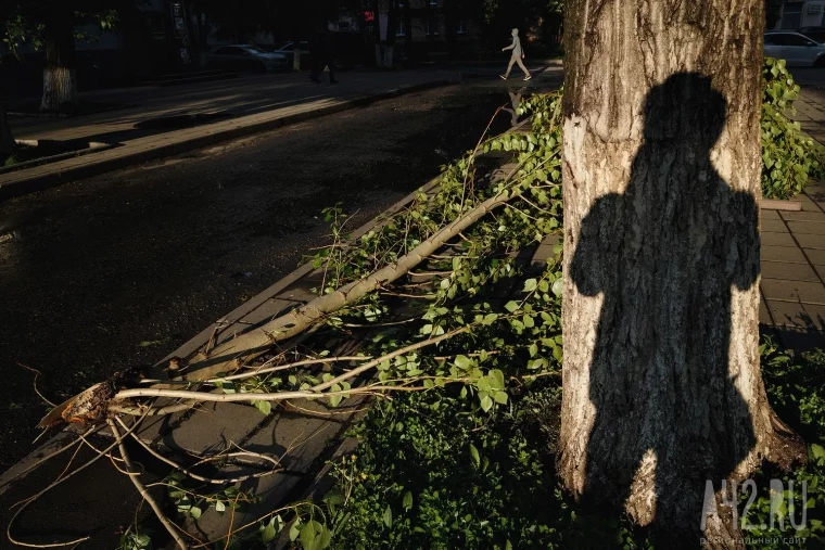 Фото: После бури: как Кемерово пережил шторм 52