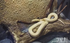 В Москве ядовитая змея укусила хозяйку во время уборки в террариуме