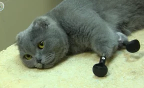 Жительница Новокузнецка не может забрать кошку с железными лапками из-за коронавируса