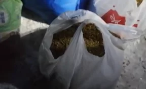 Кузбассовец собрал более 20 килограммов марихуаны и был задержан