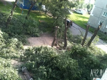 Фото: Власти Кемерова прокомментировали жалобы возмущённых горожан на опиловку деревьев 1