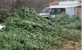 В Кузбассе к Новому году вырубят 25 000 ёлок
