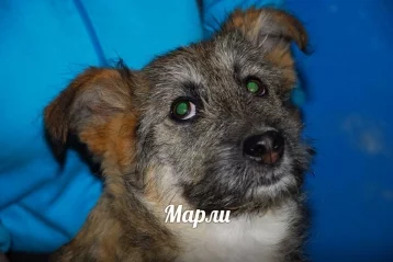Фото: Один из трёх щенков из кемеровского «Парка Чудес» обрёл дом 1