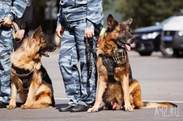 Фото: В России служебных собак оснастят FPV-камерами 1