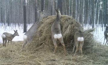 Фото: В Кузбассе браконьеры попались с тушами косуль и кабана 1