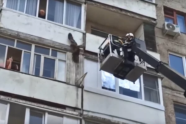 В Кемерове коршун застрял между балконами жилого дома: его достали из ловушки спасатели