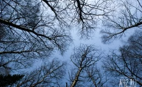 Срубленное дерево в Новосибирской области насмерть придавило женщину