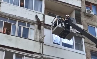 В Кемерове коршун застрял между балконами жилого дома: его достали из ловушки спасатели