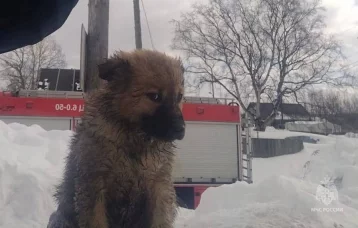 Фото:  В Южно-Сахалинске из заброшенного здания пожарные спасли бездомных щенят  1