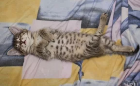 «Кусается больно»: в Кемерове продают кота за 10 миллиардов рублей