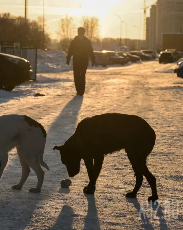 Бастрыкин потребовал доклад о ненадлежащем отлове собак в Кемерове