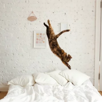 Фото: Возьми кота домой: как без вложений сделать успешный аккаунт в Instagram и пристраивать бездомных животных 10