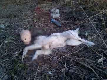 Фото: Кемеровчан шокировал труп собаки с отрубленной головой в Кировском районе 2