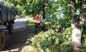 В городские службы Кемерова поступило 110 сообщений жителей о рухнувших деревьях во время ветра
