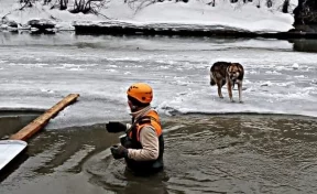 Кузбассовцы спасли собаку на льдине